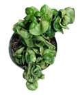 Compacta Rope Green (Hindu Rope)